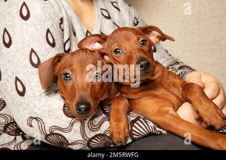 Die Mündung von zwei reinrassigen Welpen. Porträt. Welpen liegen in den Armen einer Frau. Augen, Nase, Mund kleiner Hunde. Mini-Pinscher. Stockfoto