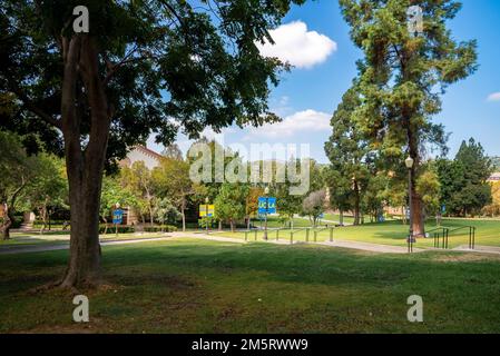 Malerischer Blick auf Bäume, die auf einer grasbewachsenen Landschaft im Garten des UCLA Campus wachsen Stockfoto