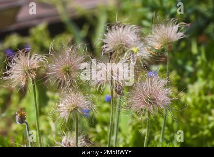 Verblasste Blume von Pulsatilla Patens aus der Nähe. Stockfoto