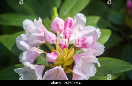 Busch des Rhododendrons im botanischen Garten. Wunderschöner Blumenhintergrund. Dekorative Sommerpflanzen. Stockfoto