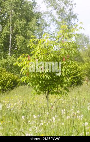 Verblasste Löwenzahnblumen im Sommerrasen Stockfoto