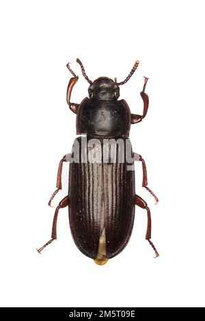 Der gelbe Mehlwurmkäfer, Tenebrio molitor, ist eine Art dunkler Käfer. Stockfoto