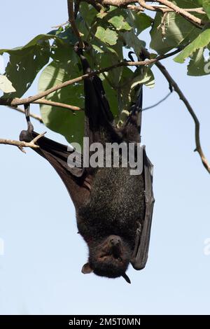 Black Flying FoxPteropus alecto Bargara Australien Stockfoto