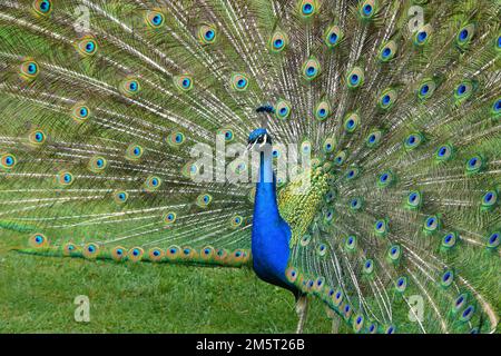 Pfau mit gestreckten Federn, wunderschöner farbenfroher Vogel, Details Stockfoto