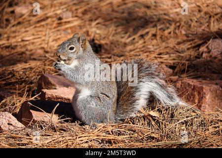 Graues Eichhörnchen aus Arizona oder Sciurus arizonensis, die sich im Rumsey Park in Payson, Arizona, ernähren. Stockfoto