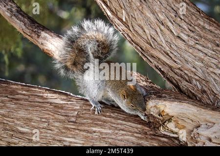 Graues Eichhörnchen aus Arizona oder Sciurus arizonensis kauen an einem Baum im Green Valley Park in Payson, Arizona. Stockfoto