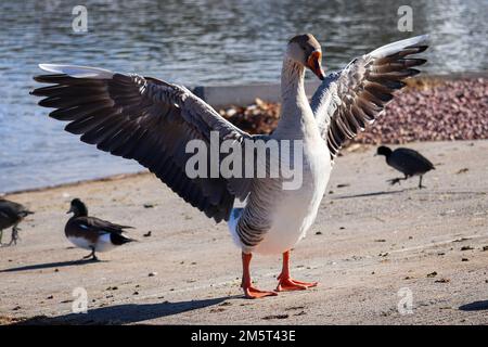 Eine heimische Graugans oder Anser Anser am Green Valley Lake in Payson, Arizona. Stockfoto