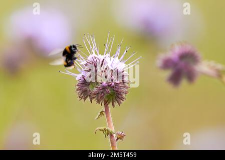 Hummeln, die Nektar aus Lacy phacelia ( Phacelia tanacetifolia ) Blau tansige Blütenpflanze sammeln Stockfoto