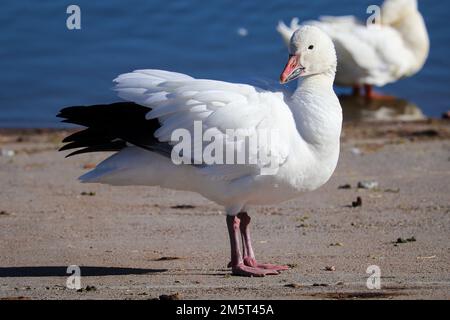 Schneegänse oder Chen Caerulescens stehen am Pier im Green Valley Park in Payson, Arizona. Stockfoto