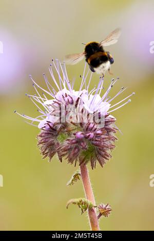 Hummeln, die Nektar aus Lacy phacelia ( Phacelia tanacetifolia ) Blau tansige Blütenpflanze sammeln Stockfoto