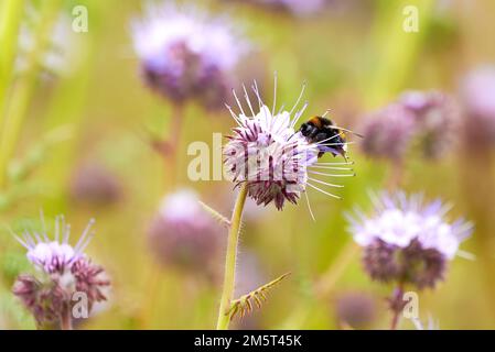 Hummeln, die Nektar aus Lacy phacelia ( Phacelia tanacetifolia ) Blau tansige Blütenpflanze sammeln Stockfoto