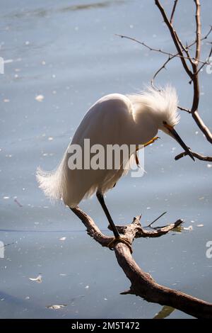 Schneegreiher oder Egretta thula, die sich am Kopf kratzen, während sie auf einem Zweig auf der Uferfarm in Arizona sitzen. Stockfoto