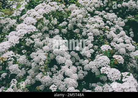 Van-houtte-Spiraea in Blüte. Stockfoto