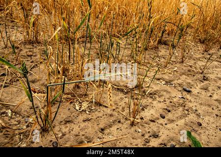 Weitwinkelaufnahme der Restgerste ( Hordeum vulgare ) nach der Ernte durch einen Landwirt. Stockfoto