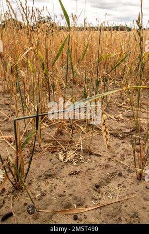 Weitwinkelaufnahme der Restgerste ( Hordeum vulgare ) nach der Ernte durch einen Landwirt. Stockfoto