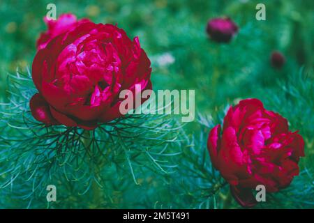 Schöne blühende Pfingstrosen. Fotografiert am Arboretum. Paeonia tenuifolia L. Stockfoto