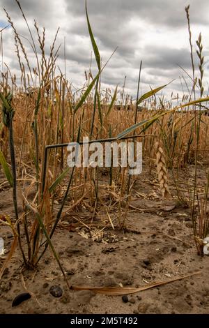 Weitwinkelaufnahme der Restgerste ( Hordeum vulgare ) nach der Ernte durch einen Landwirt. Stockfoto