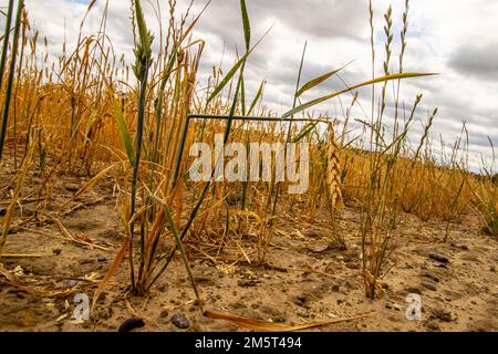 Weitwinkelaufnahme der Restgerste ( Hordeum vulgare ) nach der Ernte durch einen Landwirt. Stockfoto