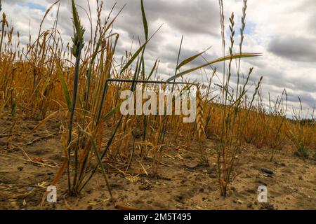 Weitwinkelaufnahme der Restgerste ( Hordeum vulgare ) nach der Ernte durch einen Landwirt. Stockfoto