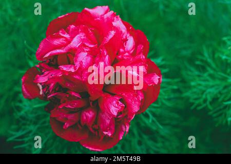Schöne blühende Pfingstrosen. Fotografiert am Arboretum. Paeonia tenuifolia L. Stockfoto