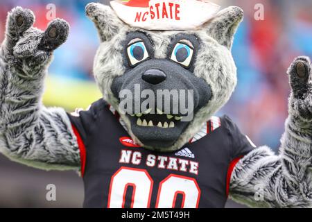 30. Dezember 2022: NC State Maskottchen. NCAA-Fußballspiel zwischen University of Maryland und NC State, Duke Mayo Bowl, Bank of America Stadium, Charlotte, North Carolina. David Beach/CSM Credit: CAL Sport Media/Alamy Live News Stockfoto
