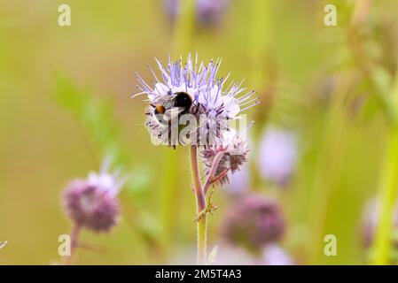 Hummeln, die Nektar aus Lacy phacelia ( Phacelia tanacetifolia ) Blau tansige Blütenpflanze sammeln Stockfoto