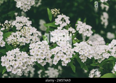 Van-houtte-Spiraea in Blüte. Stockfoto