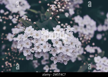 Van-houtte-Spiraea in Blüte. Stockfoto