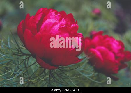 Wundervolle rote Pfingstrosen in der Blüte. Fotografiert am Arboretum in Budapest. Paeonia tenuifolia L. Stockfoto