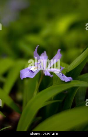 TN00100-00....Tennessee - Wild Iris im Great Smoky Mountains National Park. Lensbaby Edge 50 Objektiv Foto. Stockfoto