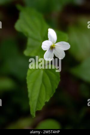 TN00126-00....Tennessee - Nahaufnahme von White Violet, Viola incognita, im Great Smoky Mountains National Park. Stockfoto