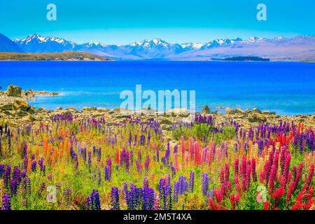 Neuseeländischer Tekapo-See, Mt. Cook-Massiv und Blumenfeld auf South Island Stockfoto