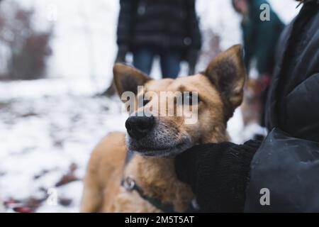 Nahaufnahme eines bezaubernden hellbraunen Mix-Breed-Shelter-Hundes, der von einem nicht erkennbaren Freiwilligen am Hals gestreichelt wird. Winterwetter. Hochwertiges Foto Stockfoto