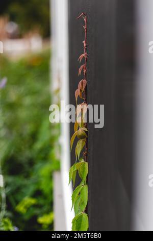 Farbenfrohe Vine Clips-Leinwand Stockfoto