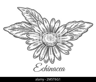 Echinacea purpurea Blütenkopf Heilpflanze botanische Konturskizze. Blühender Purpursonnenhut oder Kamillenkraut. Pflanzliche Medizin. Vektor Stock Vektor