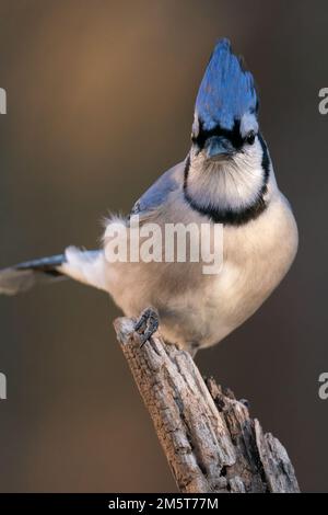 Einen Blue Jay thront auf einem anmelden. Stockfoto