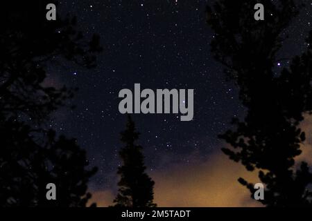 Nachthimmel durch die Bäume über dem Rocky Mountain National Park Stockfoto