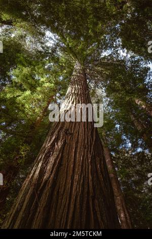 Riesige Redwood-Bäume in einem Humboldt-Wald, Kalifornien Stockfoto