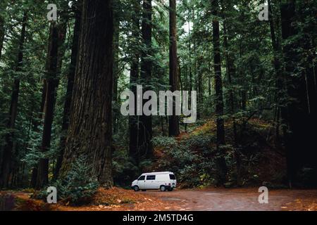 Der Van parkte im üppigen Green Coastal Redwood Forest in Kalifornien. Stockfoto