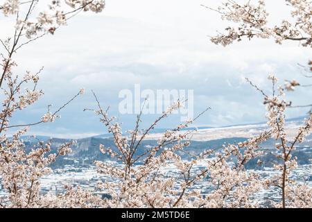 Rosafarbene Kirschblüten vor einem nebligen Berghintergrund. Japan. Stockfoto