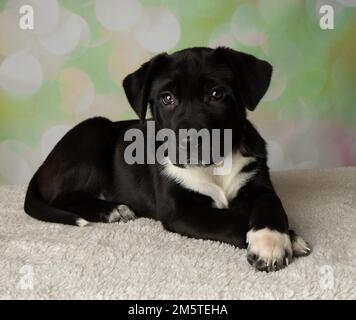 Süßes schwarz-weißes Mastiff Labor Mix Hündchen legt sich mit gekreuzten Pfoten hin Stockfoto