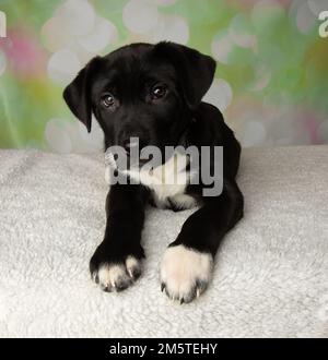 Süßes schwarz-weißes Mastiff Labor Mix Hündchen legt Stockfoto