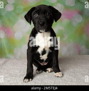 Süßes schwarz-weißes Mastiff Labor Mix Hündchen im Sitzen Stockfoto