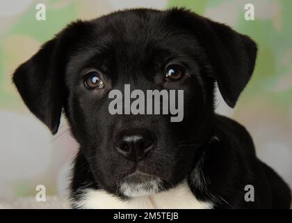 Süßes schwarz-weißes Mastiff Lab Mix Hündchen Nahgesicht Stockfoto