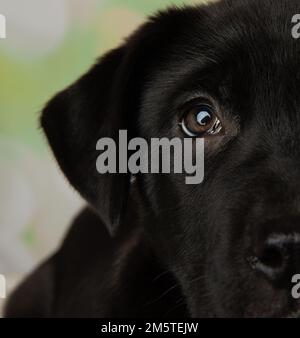 Süßes schwarz-weißes Mastiff Lab Mix Hündchen Nahauge Stockfoto