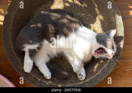 Eine süße Kurzhaarkatze, die ein Sonnenbad nimmt und auf dem Balkon gähnt Stockfoto