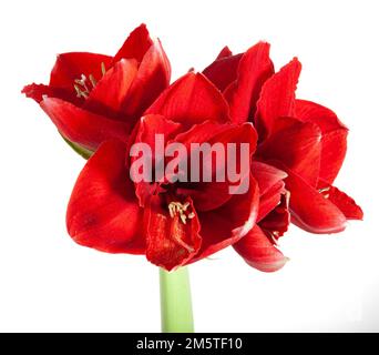 „Amorita Danu®“ Hippeastrum, Amaryllis (Hippeastrum x hortorum) Stockfoto