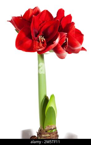 „Amorita Danu®“ Hippeastrum, Amaryllis (Hippeastrum x hortorum) Stockfoto