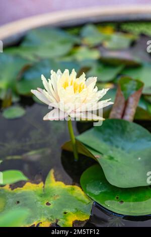 Blühende gelbe Wasserlilie im Wat Kanma Tuyaram (Yot Khan Tue), thailändischer buddhistischer Tempel. Chinatown, Bangkok, Thailand. Stockfoto