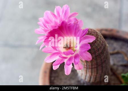 Horizontale Nahaufnahme grosser rosa Blüten des Kaktus Echinocereus rigidissimus. Stockfoto